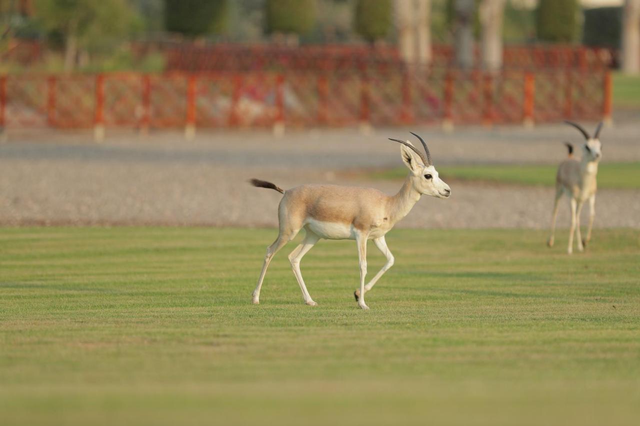Al Maya Island & Resort Abu Dhabi Luaran gambar